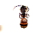  (Polyrhachis halidayi - SJU041)  @14 [ ] CreativeCommons - Attribution Share-Alike (2016) Unspecified Sang-ji University