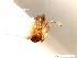  (Monomorium triviale - SJU085)  @12 [ ] CreativeCommons - Attribution Share-Alike (2016) Unspecified Sang-ji University