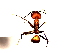  (Camponotus nicobarensis - SJU531)  @14 [ ] CreativeCommons - Attribution Share-Alike (2016) Unspecified Sang-ji University