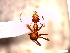  (Oecophylla smaragdina - SJU730)  @14 [ ] CreativeCommons - Attribution Share-Alike (2016) Unspecified Sang-ji University