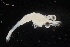  (Palaemonetes intermedius - CH760-C06)  @11 [ ] CreativeCommons - Attribution (2019) El Colegio de la Frontera Sur El Colegio de la Frontera Sur