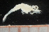  ( - CH760-C06)  @11 [ ] CreativeCommons - Attribution (2019) El Colegio de la Frontera Sur El Colegio de la Frontera Sur