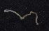  (Prionospio fallax - Ann147)  @13 [ ] Unspecified (default): All Rights Reserved  Unspecified Unspecified