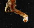  ( - Ann225)  @11 [ ] CreativeCommons - Attribution Non-Commercial Share-Alike (2012) University of Oslo, Natural History Museum University of Oslo, Natural History Museum