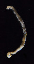  ( - Ann251)  @13 [ ] CreativeCommons - Attribution Non-Commercial Share-Alike (2012) University of Oslo, Natural History Museum University of Oslo, Natural History Museum