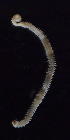  (Pilargis - Ann251)  @13 [ ] CreativeCommons - Attribution Non-Commercial Share-Alike (2012) University of Oslo, Natural History Museum University of Oslo, Natural History Museum