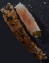 ( - Ann78)  @11 [ ] Unspecified (default): All Rights Reserved  Unspecified Unspecified