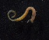  (Eclysippe vanelli - Ann92)  @13 [ ] Unspecified (default): All Rights Reserved  Unspecified Unspecified