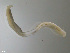  (Ophelina norvegica - TB533)  @13 [ ] CreativeCommons - Attribution Non-Commercial Share-Alike (2012) NTNU Vitenskapsmuseet NTNU Museum of Natural History and Archaeology