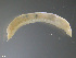  (Ophelia limacina - TB538)  @13 [ ] CreativeCommons - Attribution Non-Commercial Share-Alike (2012) NTNU Vitenskapsmuseet NTNU Museum of Natural History and Archaeology