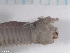  ( - TB542)  @11 [ ] CreativeCommons - Attribution Non-Commercial Share-Alike (2012) NTNU Vitenskapsmuseet NTNU Museum of Natural History and Archaeology