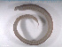  ( - TB545)  @11 [ ] CreativeCommons - Attribution Non-Commercial Share-Alike (2012) NTNU Vitenskapsmuseet NTNU Museum of Natural History and Archaeology