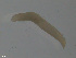  (Ophelina modesta - TB554)  @11 [ ] CreativeCommons - Attribution Non-Commercial Share-Alike (2012) NTNU Vitenskapsmuseet NTNU Museum of Natural History and Archaeology