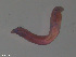  (Ophelina minima - TB560)  @12 [ ] CreativeCommons - Attribution Non-Commercial Share-Alike (2012) NTNU Vitenskapsmuseet NTNU Museum of Natural History and Archaeology