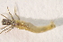  ( - IBSAS-TA4986)  @11 [ ] CreativeCommons  Attribution Non-Commercial Share-Alike (2022) Unspecified Slovak Academy of Sciences, Plant Science and Biodiversity Centre