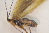  ( - IBSAS-TA5245)  @11 [ ] CreativeCommons  Attribution Non-Commercial Share-Alike (2022) Unspecified Slovak Academy of Sciences, Plant Science and Biodiversity Centre