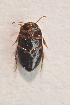  ( - IBSAS-TA3402)  @12 [ ] CreativeCommons  Attribution Non-Commercial Share-Alike (2017) Unspecified Slovak Academy of Sciences, Plant Science and Biodiversity Centre
