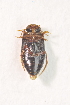  ( - IBSAS-TA3404)  @12 [ ] CreativeCommons  Attribution Non-Commercial Share-Alike (2017) Unspecified Slovak Academy of Sciences, Plant Science and Biodiversity Centre