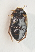  ( - IBSAS-TA3418)  @12 [ ] CreativeCommons  Attribution Non-Commercial Share-Alike (2017) Unspecified Slovak Academy of Sciences, Plant Science and Biodiversity Centre