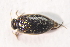  ( - IBSAS-TA3757)  @11 [ ] CreativeCommons  Attribution Non-Commercial Share-Alike (2018) Unspecified Slovak Academy of Sciences, Plant Science and Biodiversity Centre