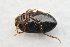  ( - IBSAS-TA3766)  @11 [ ] CreativeCommons  Attribution Non-Commercial Share-Alike (2018) Unspecified Slovak Academy of Sciences, Plant Science and Biodiversity Centre