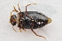  ( - IBSAS-TA3814)  @11 [ ] CreativeCommons  Attribution Non-Commercial Share-Alike (2018) Unspecified Slovak Academy of Sciences, Plant Science and Biodiversity Centre