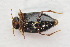  ( - IBSAS-TA3815)  @11 [ ] CreativeCommons  Attribution Non-Commercial Share-Alike (2018) Unspecified Slovak Academy of Sciences, Plant Science and Biodiversity Centre