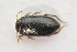  ( - IBSAS-TA3822)  @11 [ ] CreativeCommons  Attribution Non-Commercial Share-Alike (2018) Unspecified Slovak Academy of Sciences, Plant Science and Biodiversity Centre