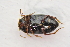  ( - IBSAS-TA3822)  @11 [ ] CreativeCommons  Attribution Non-Commercial Share-Alike (2018) Unspecified Slovak Academy of Sciences, Plant Science and Biodiversity Centre