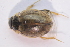  ( - IBSAS-TA4005)  @11 [ ] CreativeCommons  Attribution Non-Commercial Share-Alike (2018) Unspecified Slovak Academy of Sciences, Plant Science and Biodiversity Centre
