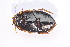  ( - IBSAS-TA4032)  @11 [ ] CreativeCommons  Attribution Non-Commercial Share-Alike (2018) Unspecified Slovak Academy of Sciences, Plant Science and Biodiversity Centre