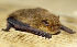  (Pipistrellus pygmaeus - ZMMU SVK 11-047)  @14 [ ] Copyright (2011) Sergei Kruskop Zoological Museum of Moscow University