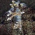  (Cordyceps tuberculata - SNMH221)  @11 [ ] CreativeCommons  Attribution Non-Commercial Share-Alike (2019) Ivona Kautmanova Slovak National Museum-Natural History Museum