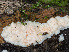  ( - SNMH238)  @11 [ ] CreativeCommons  Attribution Non-Commercial Share-Alike (2020) Ivona Kautmanova Slovak National Museum-Natural History Museum
