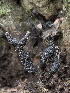  (Xylaria digitata - SNMH240)  @11 [ ] CreativeCommons  Attribution Non-Commercial Share-Alike (2022) Ivona Kautmanova Slovak National Museum-Natural History Museum