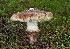  (Tricholoma ilkkae - SNMH33)  @11 [ ] CreativeCommons  Attribution Non-Commercial Share-Alike (2018) Ivona Kautmanova Slovak National Museum-Natural History Museum