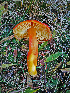  (Hygrocybe punicea - SNMH39)  @11 [ ] CreativeCommons  Attribution Non-Commercial Share-Alike (2018) Ivona Kautmanova Slovak National Museum-Natural History Museum
