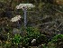  (Entoloma incarnatofuscescens - SNMH55)  @11 [ ] CreativeCommons  Attribution Non-Commercial Share-Alike (2018) Ivona Kautmanova Slovak National Museum-Natural History Museum