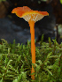  (Hygrocybe lepida - SNMH56)  @11 [ ] CreativeCommons  Attribution Non-Commercial Share-Alike (2018) Ivona Kautmanova Slovak National Museum-Natural History Museum