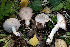  ( - SNMH569)  @11 [ ] CreativeCommons  Attribution Non-Commercial Share-Alike (2019) I. Kautmanova Slovak National Museum-Natural History Museum