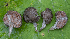  (Entoloma calongei - SNMM17_1)  @11 [ ] CreativeCommons  Attribution Non-Commercial Share-Alike (2019) Ivona Kautmanova Slovak National Museum-Natural History Museum