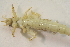  ( - IBSAS-BC2950)  @11 [ ] CreativeCommons  Attribution Non-Commercial Share-Alike (2020) Patrik Macko Slovak Academy of Sciences, Plant Science and Biodiversity Centre