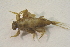  ( - IBSAS-BC2965)  @11 [ ] CreativeCommons  Attribution Non-Commercial Share-Alike (2020) Patrik Macko Slovak Academy of Sciences, Plant Science and Biodiversity Centre