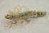  ( - IBSAS-BC3017)  @11 [ ] CreativeCommons  Attribution Non-Commercial Share-Alike (2020) Patrik Macko Slovak Academy of Sciences, Plant Science and Biodiversity Centre