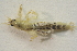  ( - IBSAS-BC3019)  @11 [ ] CreativeCommons  Attribution Non-Commercial Share-Alike (2020) Patrik Macko Slovak Academy of Sciences, Plant Science and Biodiversity Centre