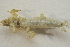  ( - IBSAS-BC3022)  @11 [ ] CreativeCommons  Attribution Non-Commercial Share-Alike (2020) Patrik Macko Slovak Academy of Sciences, Plant Science and Biodiversity Centre