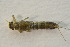  ( - IBSAS-BC3065)  @11 [ ] CreativeCommons  Attribution Non-Commercial Share-Alike (2020) Patrik Macko Slovak Academy of Sciences, Plant Science and Biodiversity Centre