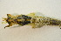  ( - IBSAS-BC3151)  @11 [ ] CreativeCommons  Attribution Non-Commercial Share-Alike (2020) Patrik Macko Slovak Academy of Sciences, Plant Science and Biodiversity Centre