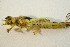 ( - IBSAS-BC3151)  @11 [ ] CreativeCommons  Attribution Non-Commercial Share-Alike (2020) Patrik Macko Slovak Academy of Sciences, Plant Science and Biodiversity Centre
