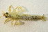  ( - IBSAS-BC3168)  @11 [ ] CreativeCommons  Attribution Non-Commercial Share-Alike (2020) Patrik Macko Slovak Academy of Sciences, Plant Science and Biodiversity Centre